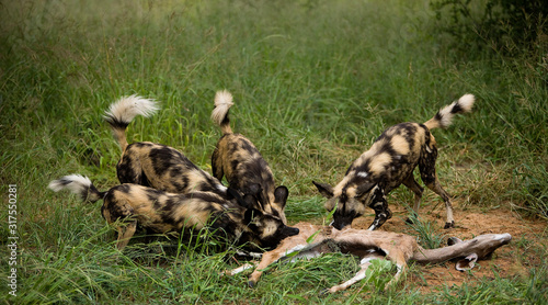 LYCAON lycaon pictus