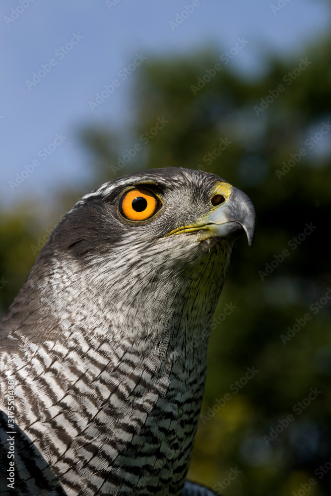 Obraz premium AUTOUR DES PALOMBES accipiter gentilis