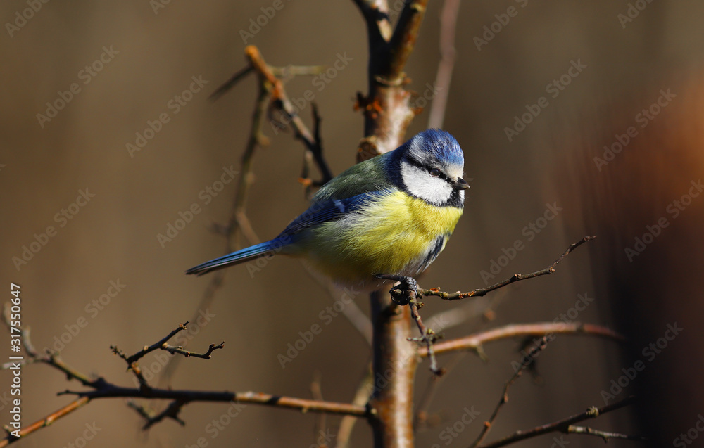 Naklejka premium Little blue tit on a branch on a blurry dark background ..