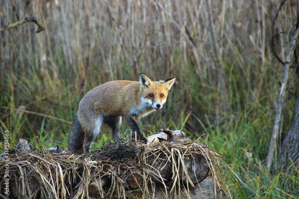 Fototapeta premium Fox in Hungarian forest.