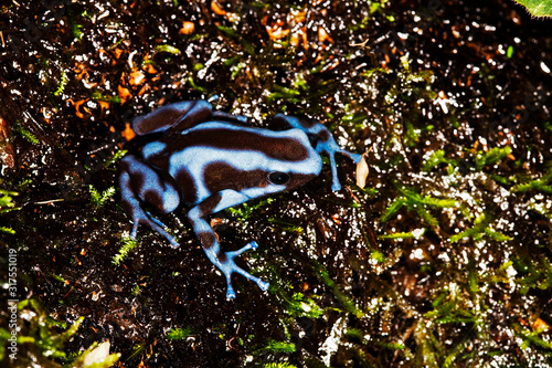 BABOUIN DOGUERA papio anubis photo