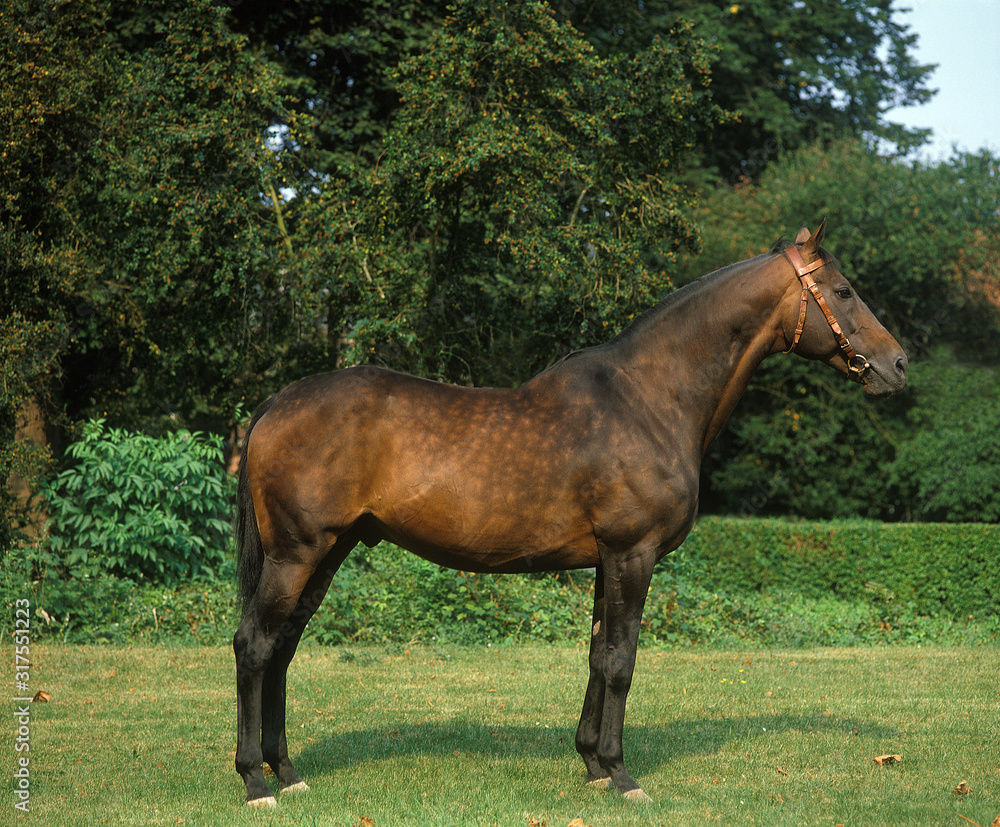 Obraz premium PUR SANG ARABE