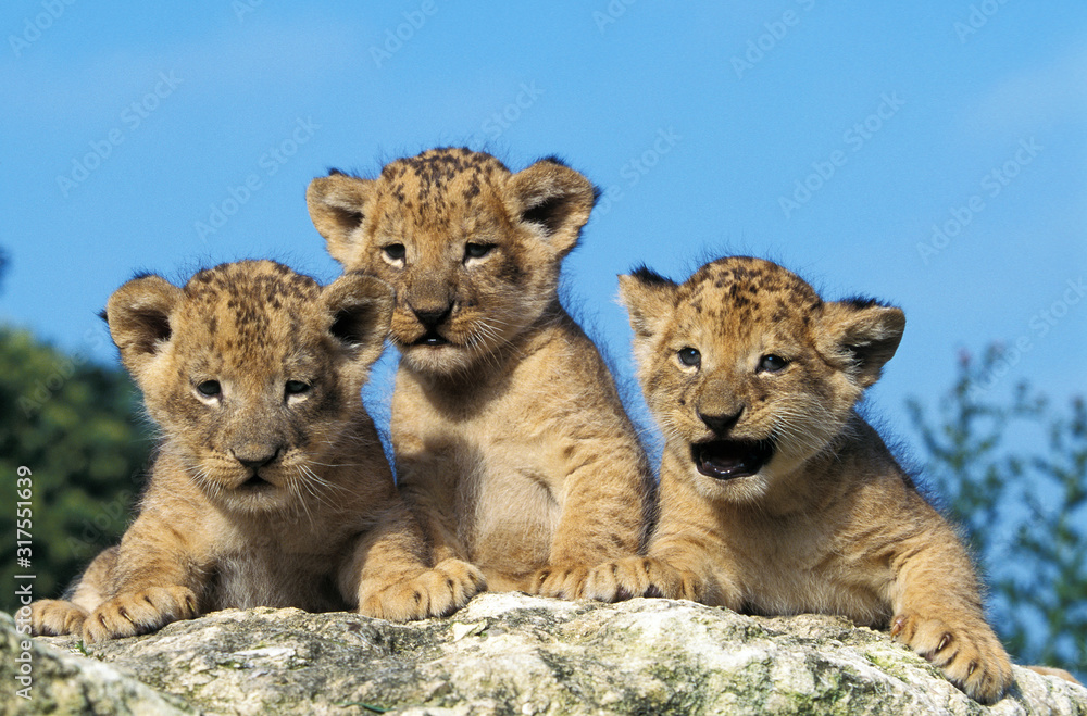 LION D'AFRIQUE panthera leo LION D'AFRIQUE panthera leo