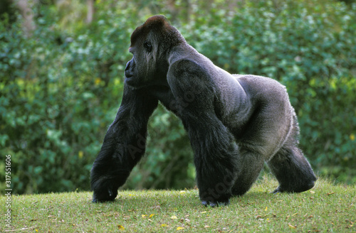 GORILLE DE PLAINE gorilla gorilla graueri