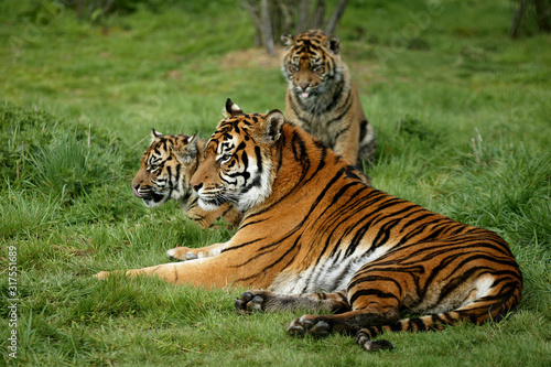 TIGRE DE SUMATRA panthera tigris sumatrae