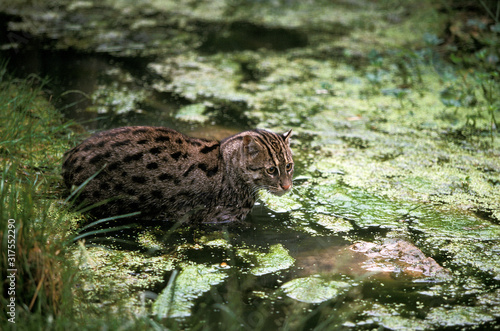 CHAT PECHEUR prionailurus viverrinus photo