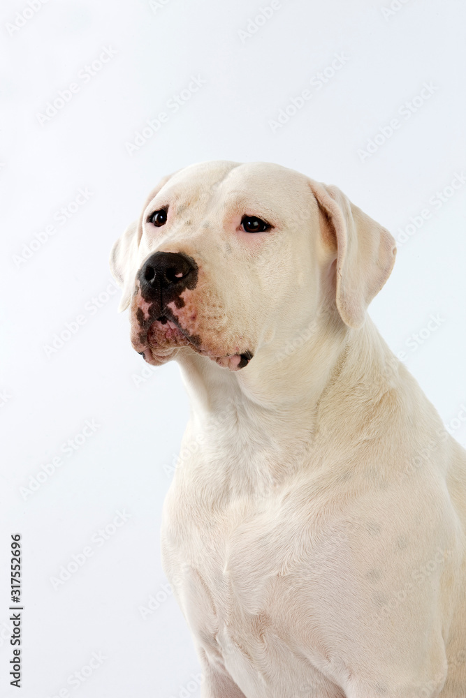 DOGUE ARGENTIN