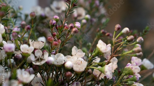 fiore