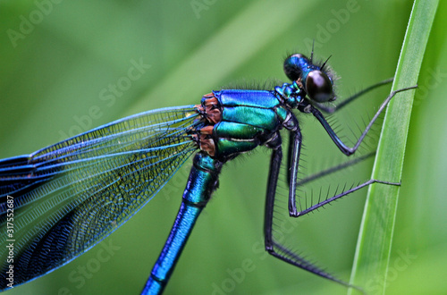 detail special macro of a male banded dragonfly