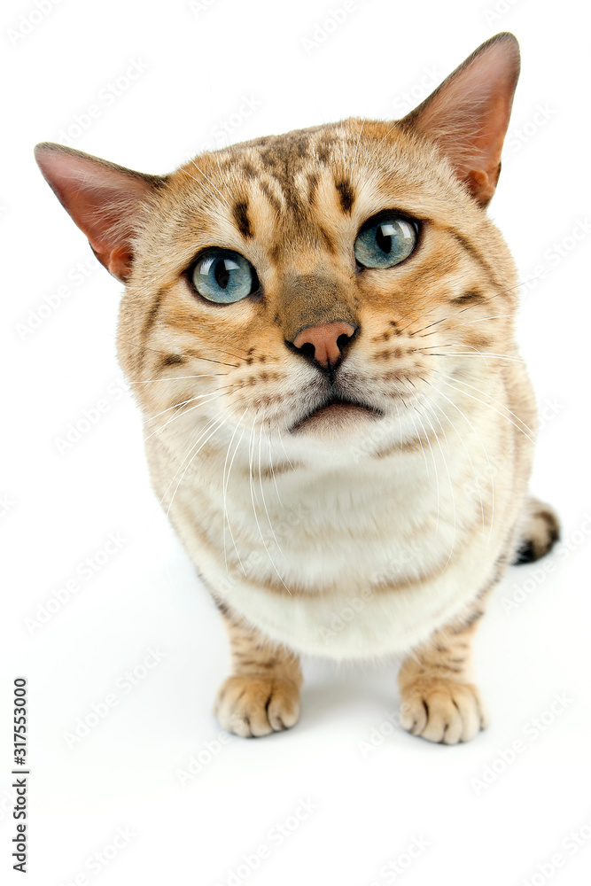 Obraz premium BENGAL SEAL MINK TABBY