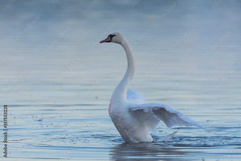 Fototapeta premium Łabędź Niemy - Cygnus olor - Łabędź Niemy w toalecie
