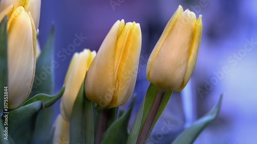 tulipani gialli