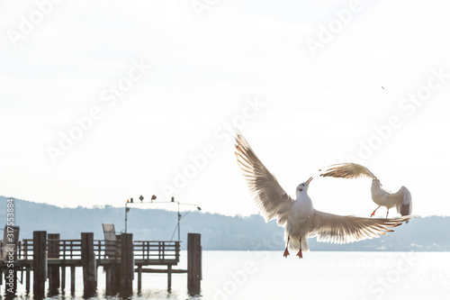 Seagulls in plain fight closeup.