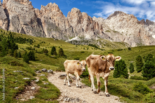 Free ranging cattle on Col Raiser Alp  Val Gardena in the Dolomite Alps in South Tyrol  Italy