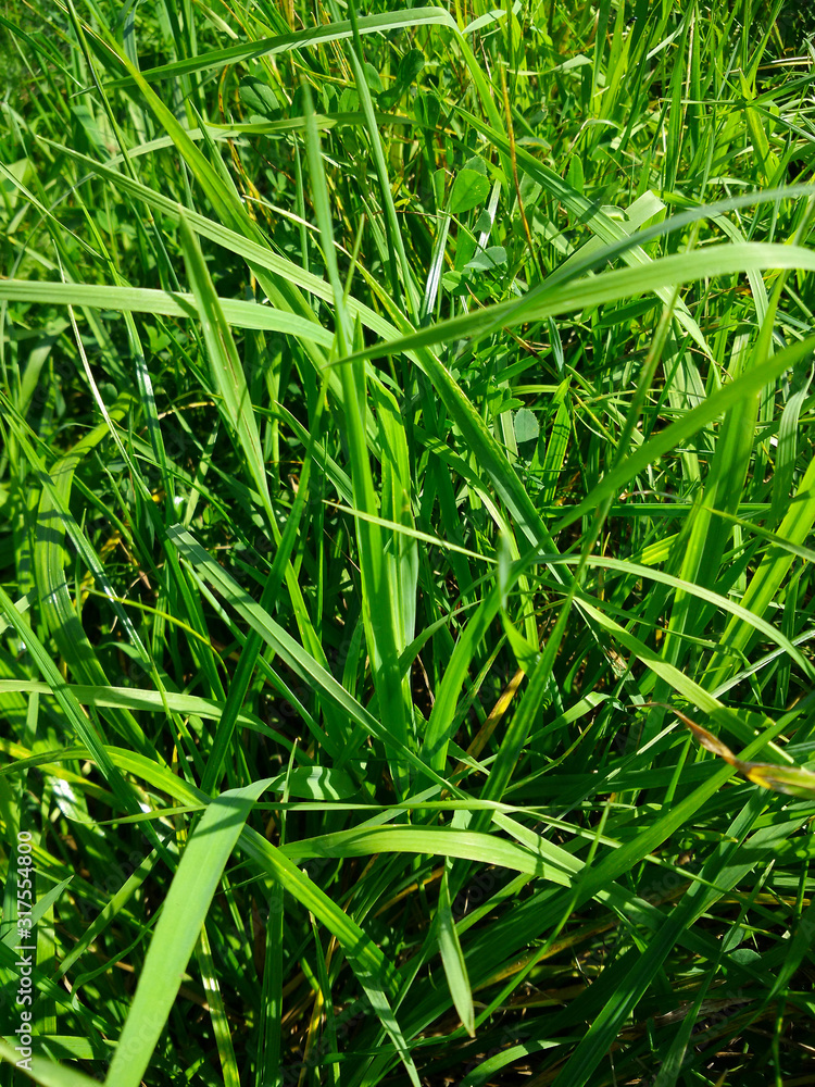 Elymus repens (wheatgrass, wheat grass, couch grass) texture. A lot of