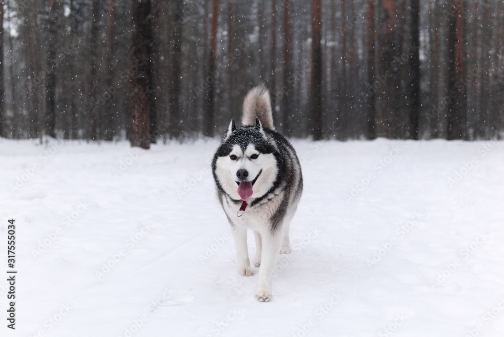 beautiful alaskan malamute dog in the winter forest beautiful alaskan malamute dog in the winter forest