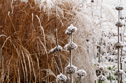 jerusalem sage and silver grass in winter garden