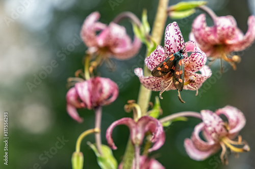 Burnet (Zygaena sp.) on Turk's cap lily (Lilium martagon), Val Gardena in the Dolomite Alps, South Tyrol, Italy