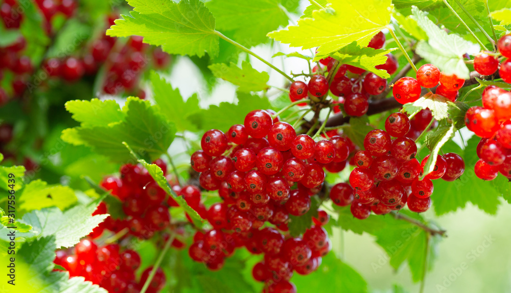 branch of ripe red currant in a garden branch of ripe red currant in a garden
