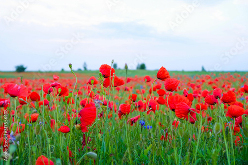 Wild poppy and cornflowers in dew on a field in a cloudy morning in Ukraine. Copy space. 