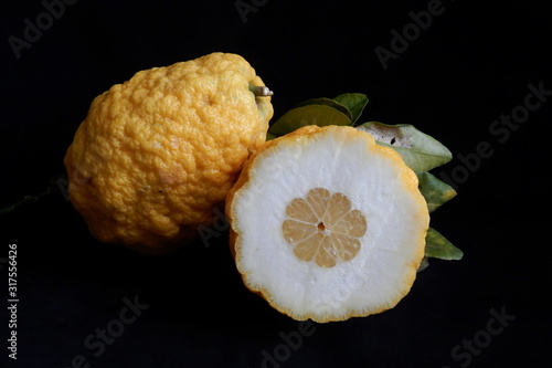 cedro - 