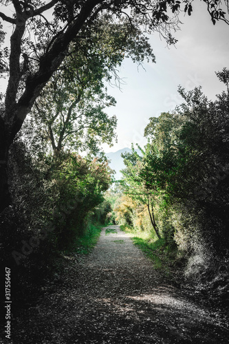 the path full of vegetation that leads to the sea