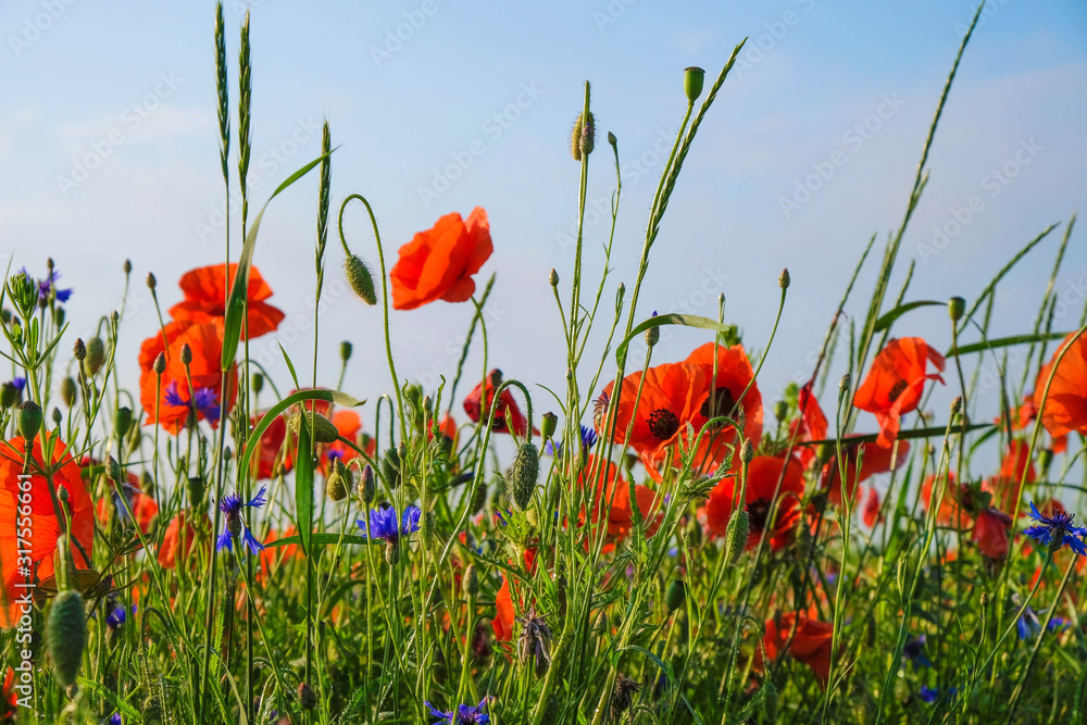 Obraz premium Wildflowers of poppy and cornflowers in dew on sky background. Sunny morning in Ukraine.