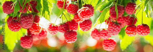 branch of ripe raspberries in a garden