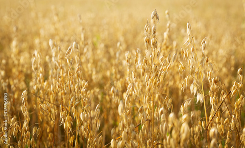 Ripe ears of oats in a field photo