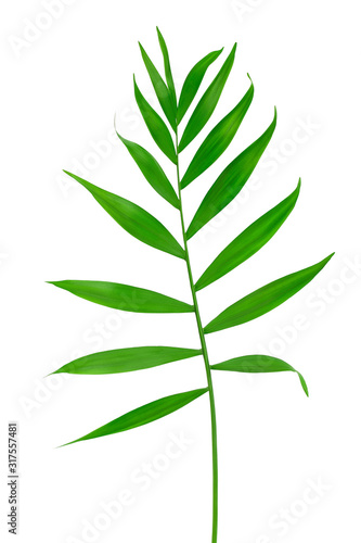 lisc-z-drzewa-palmowego