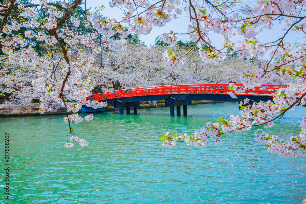 弘前公園の桜と春陽橋 Stock 写真 | Adobe Stock