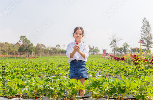 Happy girl child holding fresh red organic strawberries in the garden