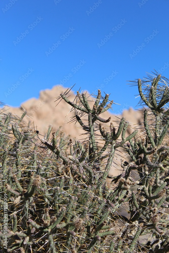 A common spiny contender of Southern Mojave Desert native plant communities is Pencil Cholla, Cylindropuntia Ramosissima, growing near Indian Cove of Joshua Tree National Park. A common spiny contender of Southern Mojave Desert native plant communities is Pencil Cholla, Cylindropuntia Ramosissima, growing near Indian Cove of Joshua Tree National Park.