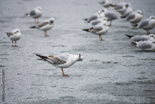 Portrait of seagulls standing in frozen river