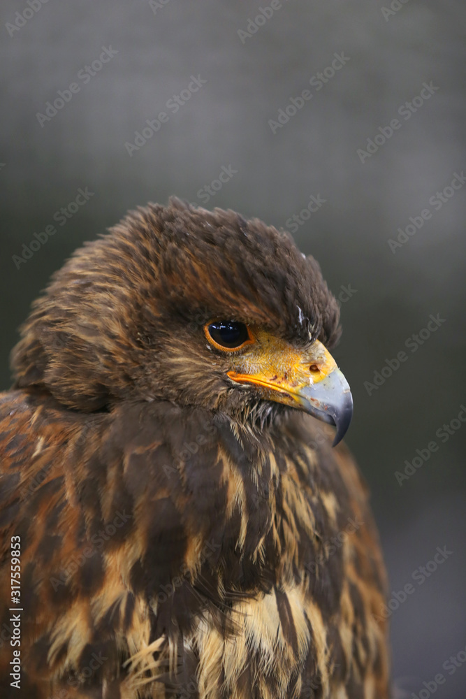 Photo of a Harris's hawk headshot portrait close up Photo of a Harris's hawk headshot portrait close up