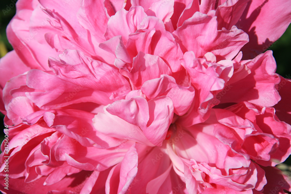 Pink peony flower in the morning sun close-up on a blurred green background.