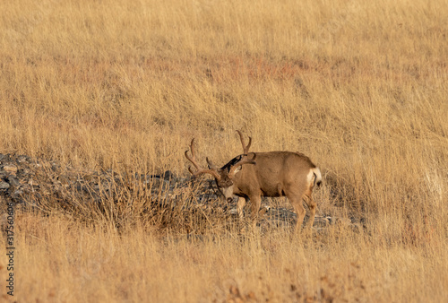 Mule Deer Buck in Colorado in Autumn