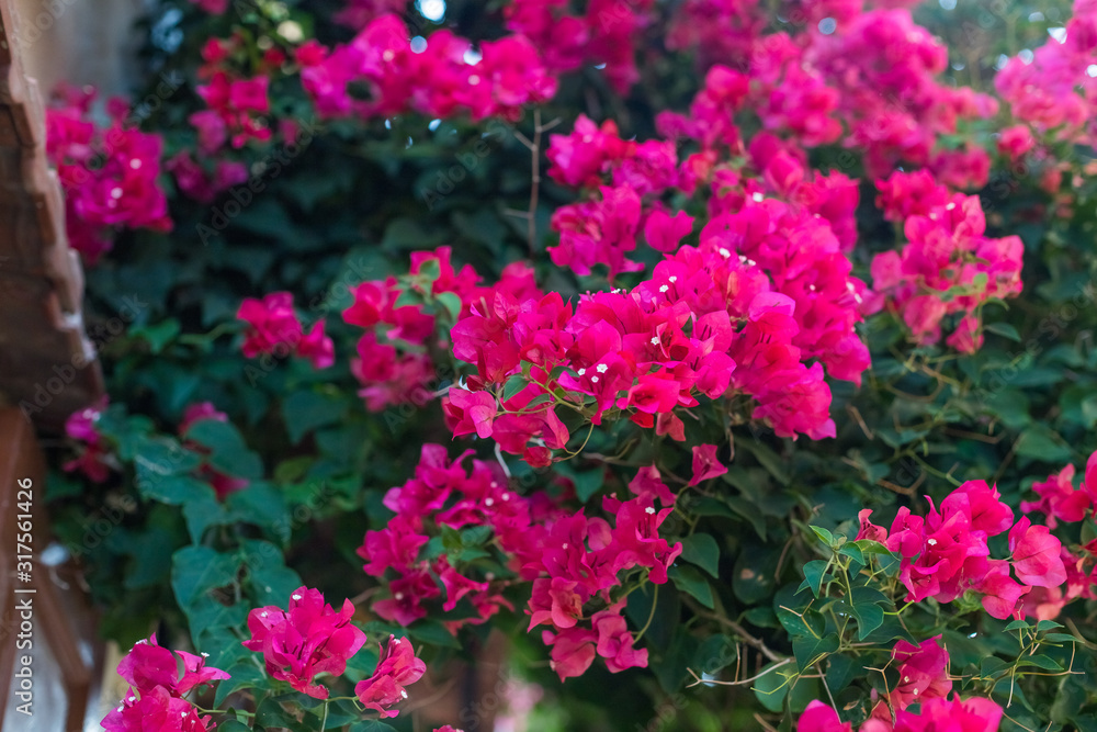 bougainvillaea red flowers bushes floral summer background with hot sun beams.blooming bush with pink flowers. Mediterranean landscape summer concept. bougainvillaea red flowers bushes floral summer background with hot sun beams.blooming bush with pink flowers. Mediterranean landscape summer concept.
