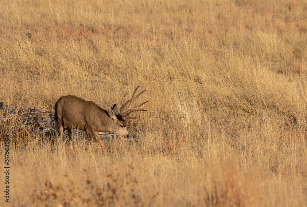 Fototapeta premium Mule Deer Buck w Kolorado jesienią