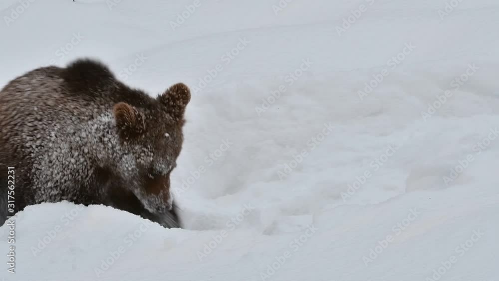 One year old brown bear cub (Ursus arctos arctos) playing in deep snow in winter One year old brown bear cub (Ursus arctos arctos) playing in deep snow in winter