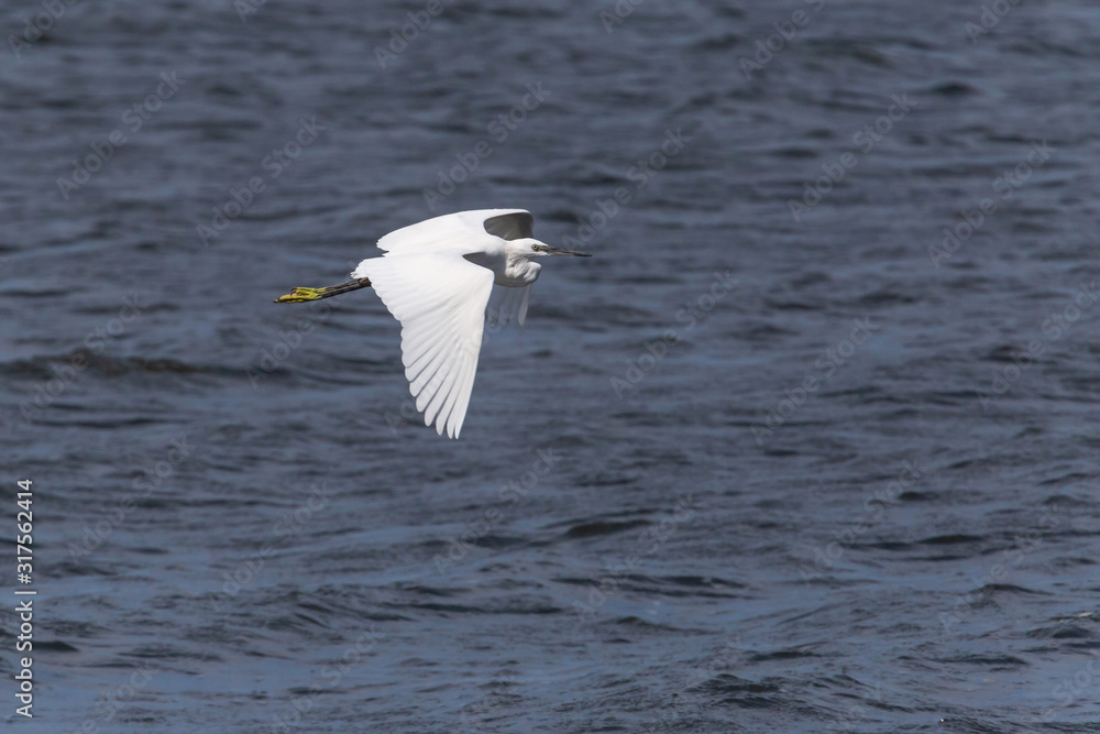 white heron flying above water white heron flying above water