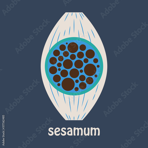 Flat Illustration of the normal Sesamoid bone. External and skeletal views.