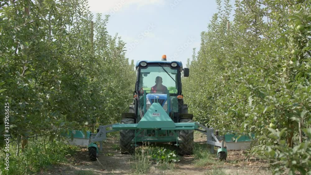 Tractor rides and squirts of Apple trees on the plantation Tractor rides and squirts of Apple trees on the plantation