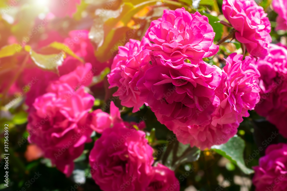 Beautiful blossoming bright pink rose bush on sunlight in the garden. Lovely blooming roses branch in garden on summertime. Beautiful blossoming bright pink rose bush on sunlight in the garden. Lovely blooming roses branch in garden on summertime.