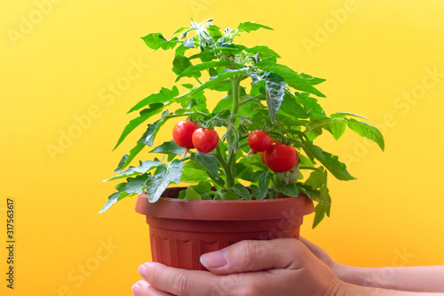 Small bush of cherry tomatos in brown pot on female hands. Balcony tomato on a bright yellow background