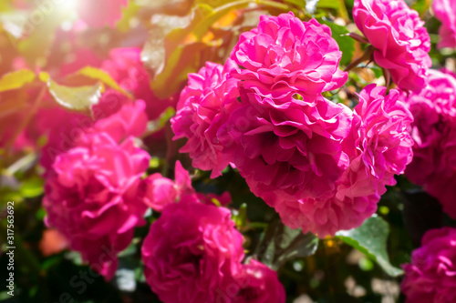 Beautiful blossoming bright pink rose bush on sunlight in the garden. Lovely blooming roses branch in garden on summertime.