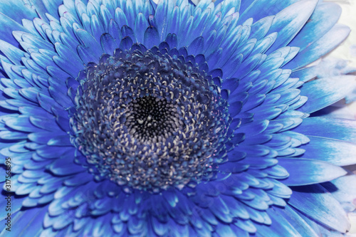 Close up view of vivid classical blue colored gerbera flower with dark core as natural background.