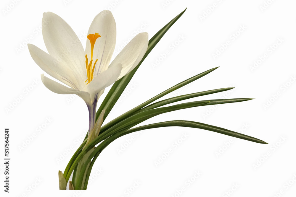 White crocus flower isolated on white background White crocus flower isolated on white background
