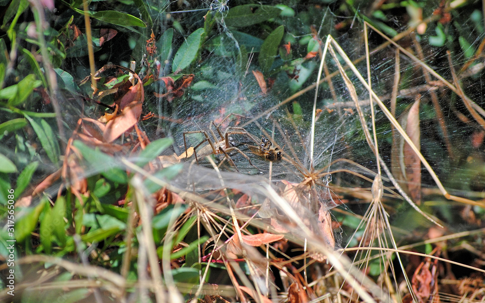 Fototapeta premium vida selvagem