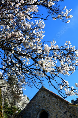 amandier en fleurs et toit d'église en provence © Erika